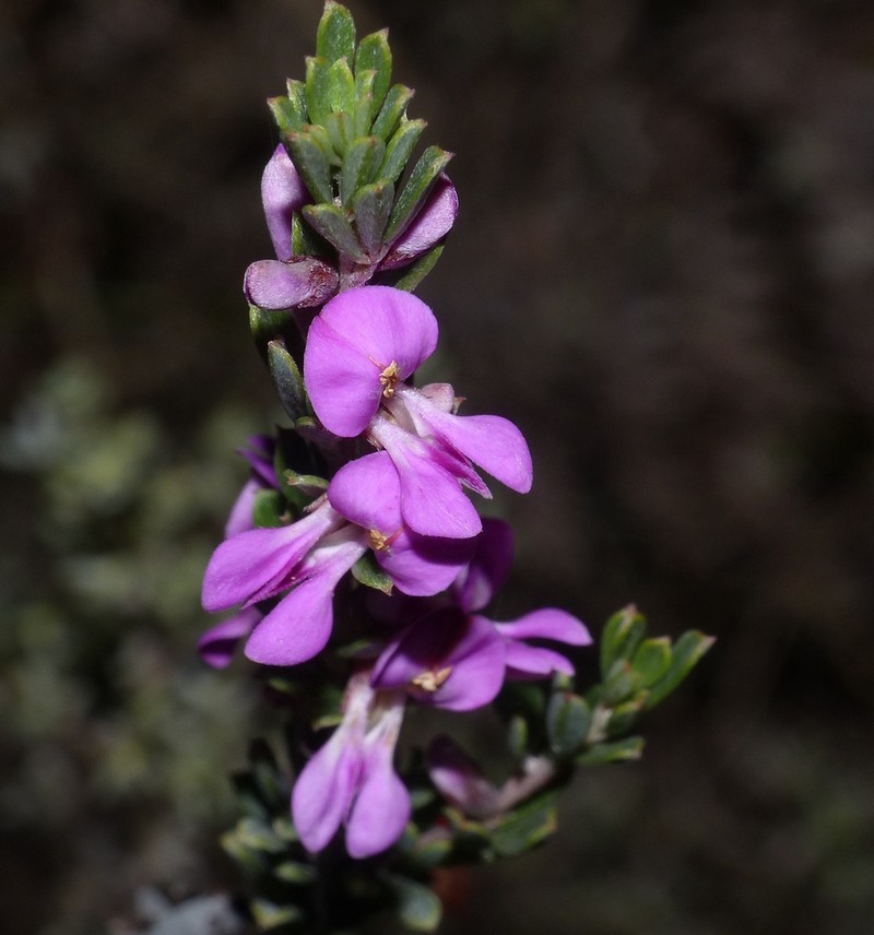 Indigofera flabellata photo 6
