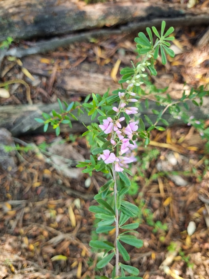 Indigofera flabellata photo 7