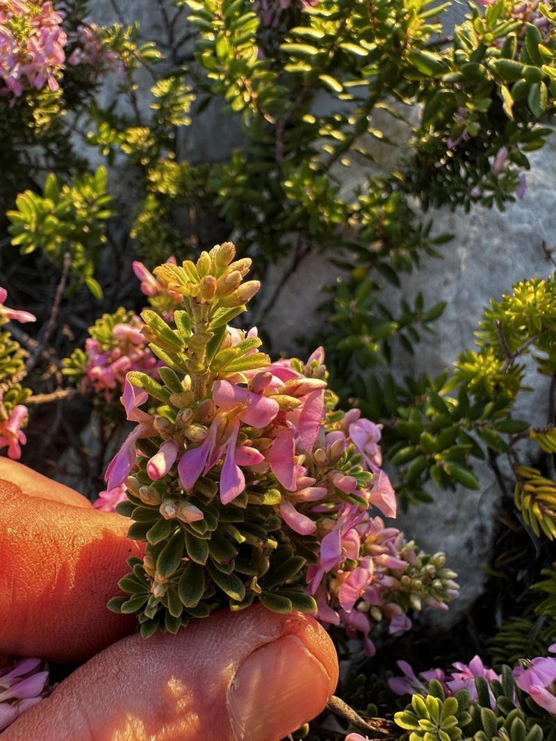 Indigofera flabellata photo 8