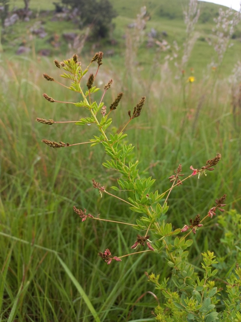 Indigofera floribunda
