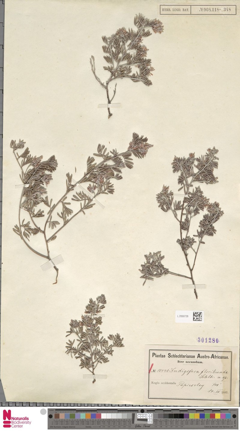 Indigofera floribunda photo 2
