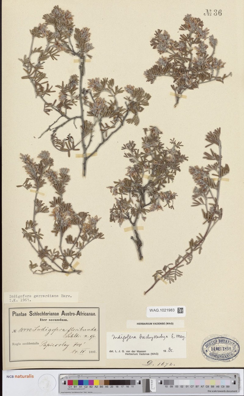 Indigofera floribunda photo 3