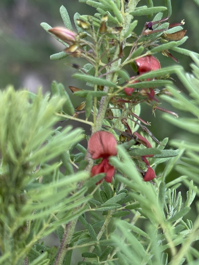 Indigofera foliosa
