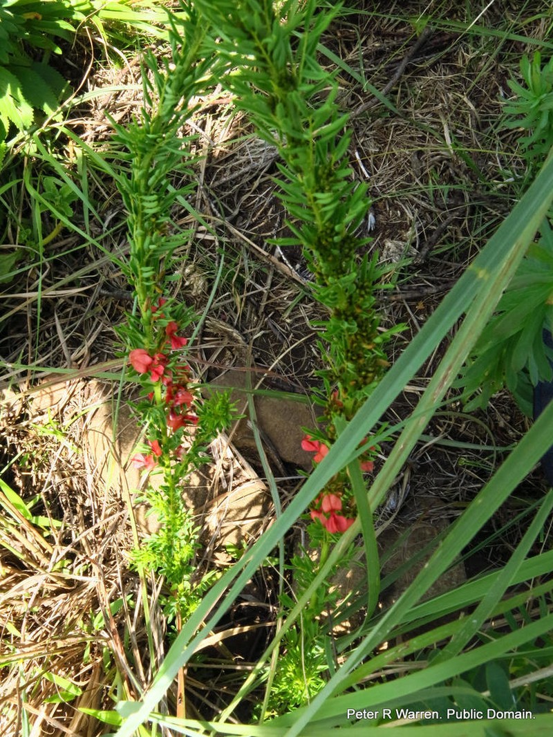 Indigofera foliosa photo 2