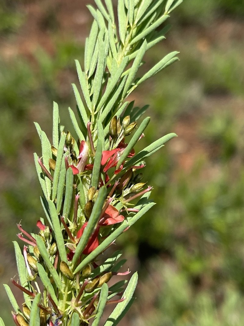 Indigofera foliosa photo 3