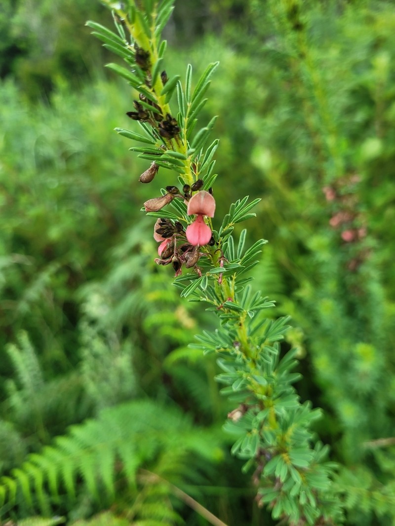 Indigofera foliosa photo 4