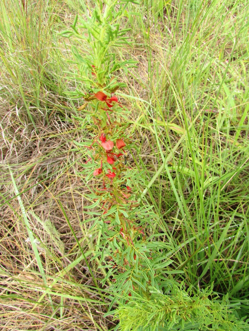 Indigofera foliosa photo 5