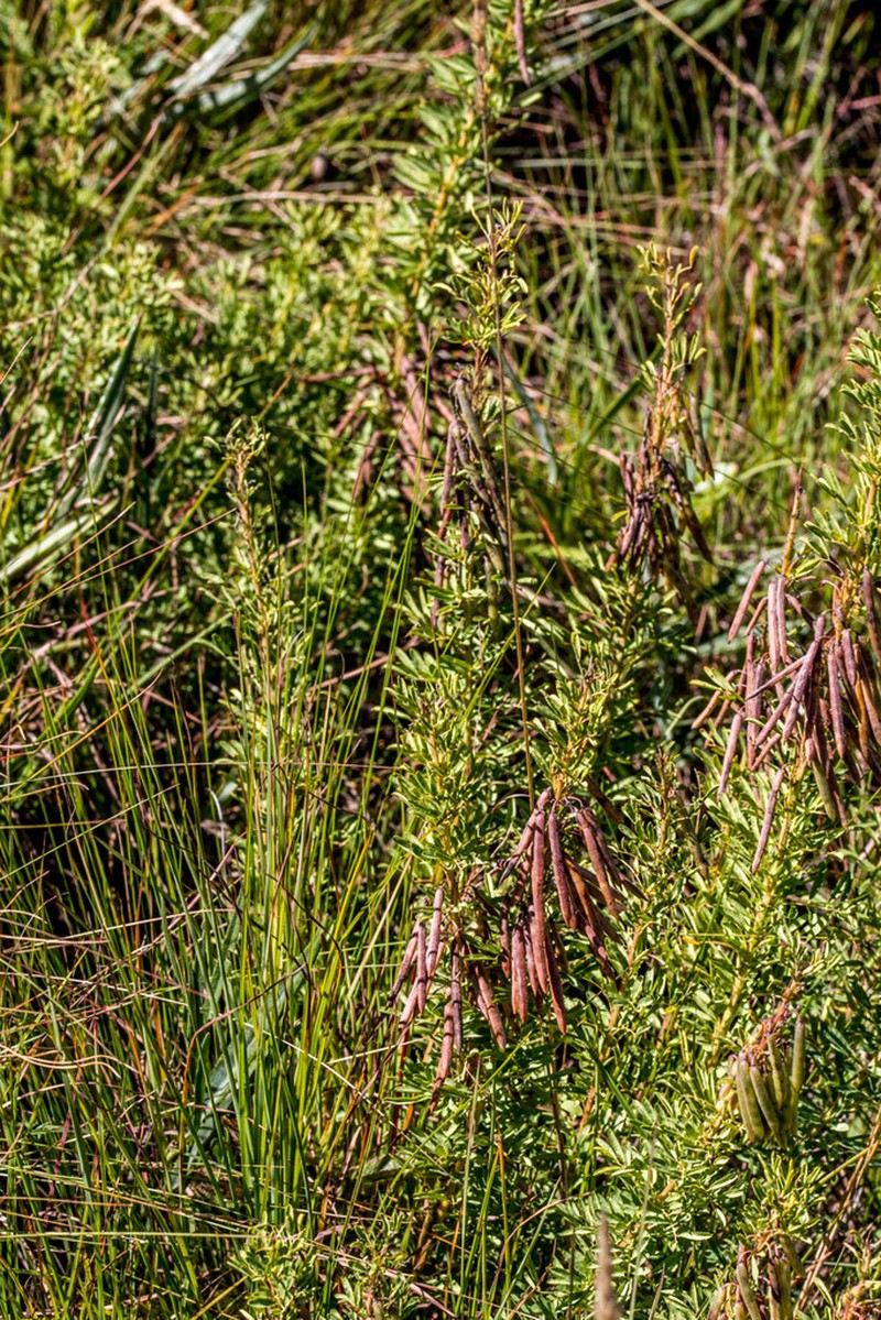 Indigofera foliosa photo 6