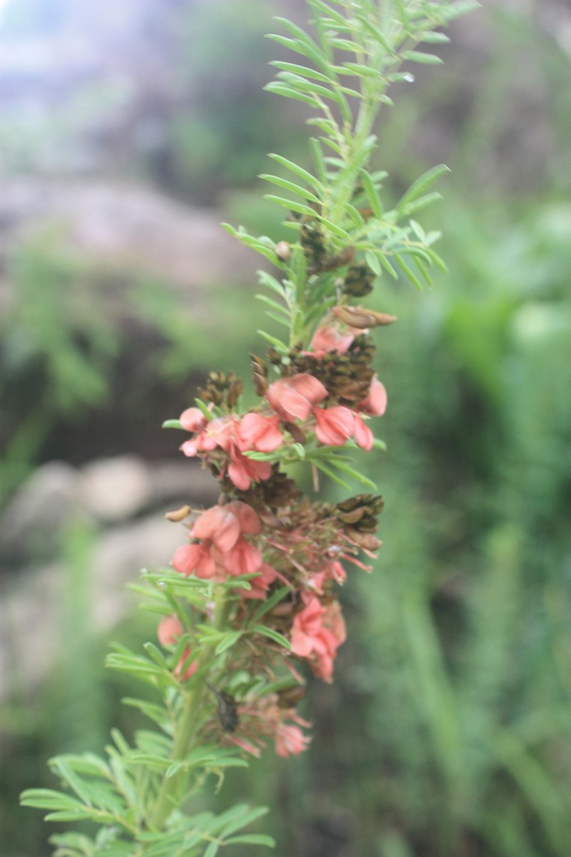 Indigofera foliosa photo 7