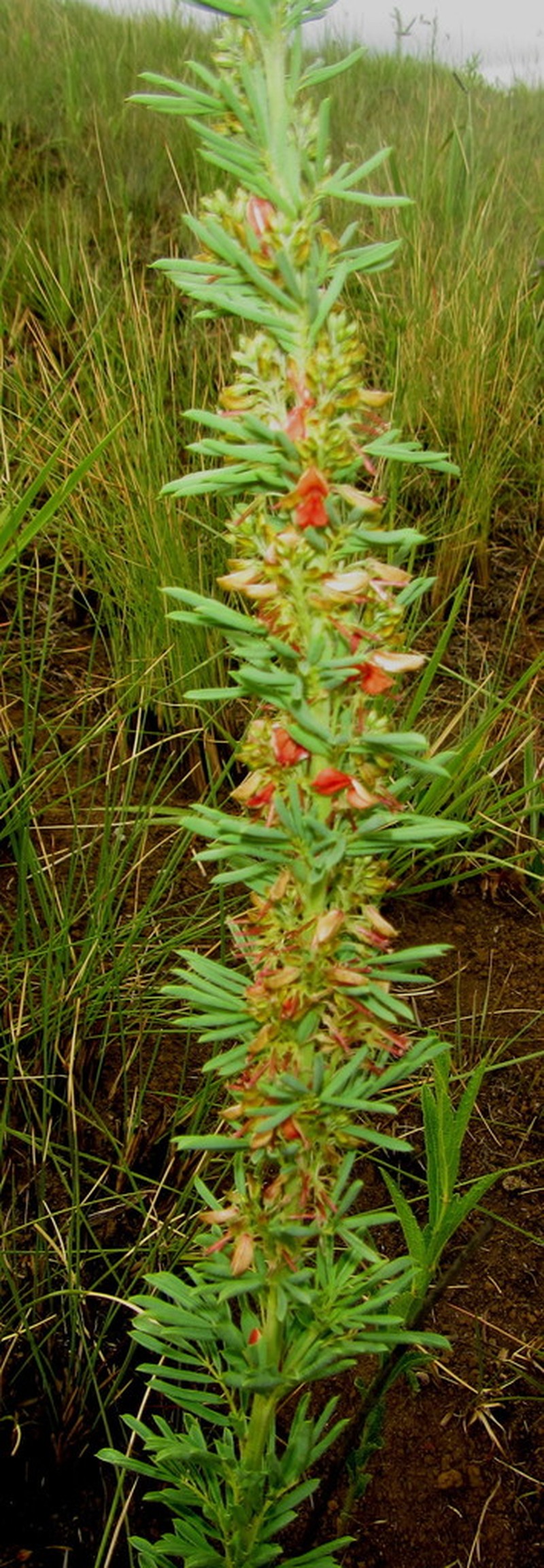 Indigofera foliosa photo 8