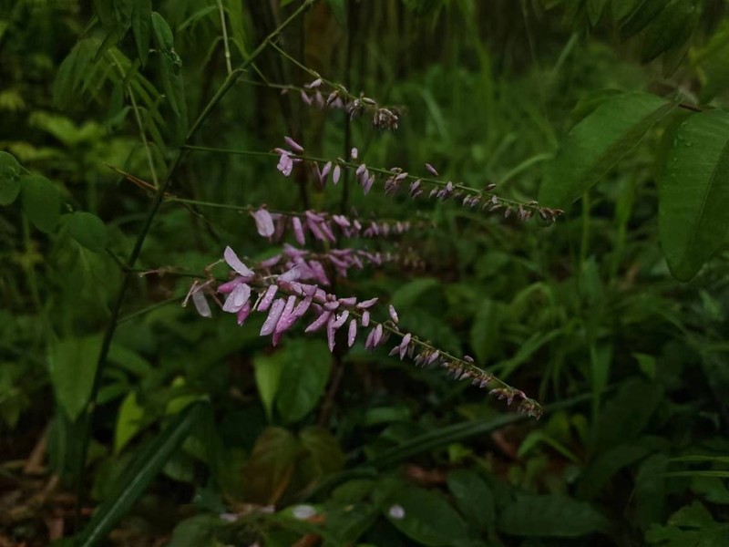 Indigofera fortunei