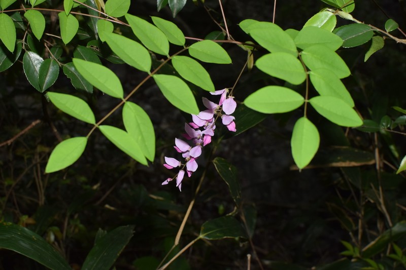 Indigofera fortunei photo 2