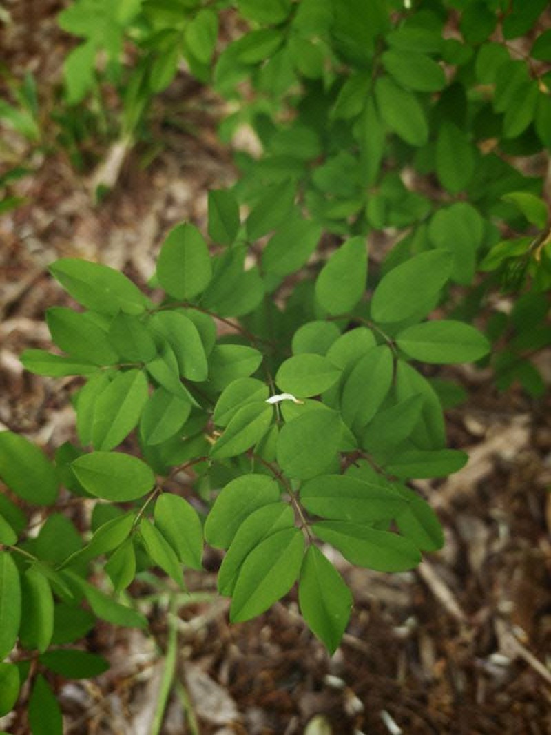Indigofera fortunei photo 3