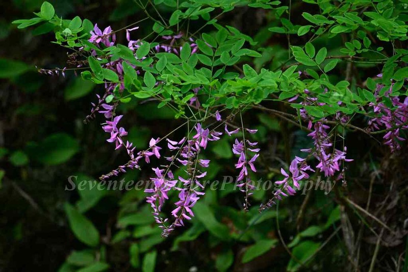 Indigofera fortunei photo 4
