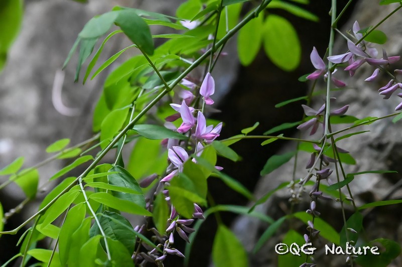 Indigofera fortunei photo 5