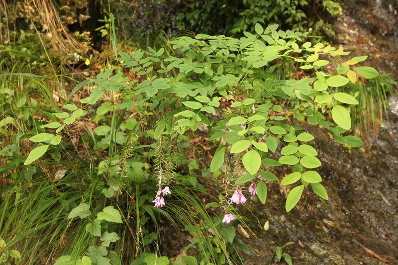 Indigofera fortunei photo 6