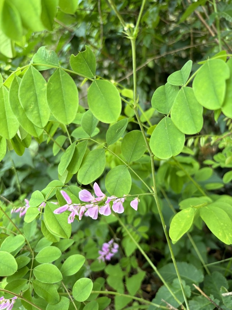 Indigofera fortunei photo 7
