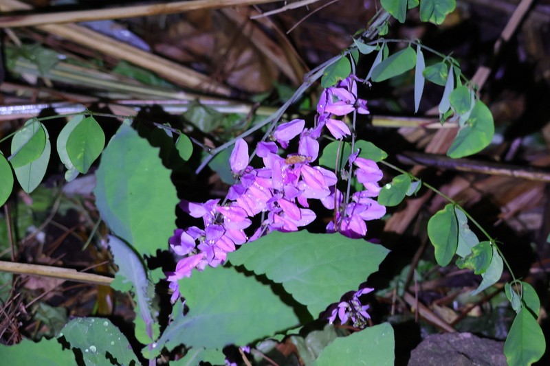 Indigofera fortunei photo 8
