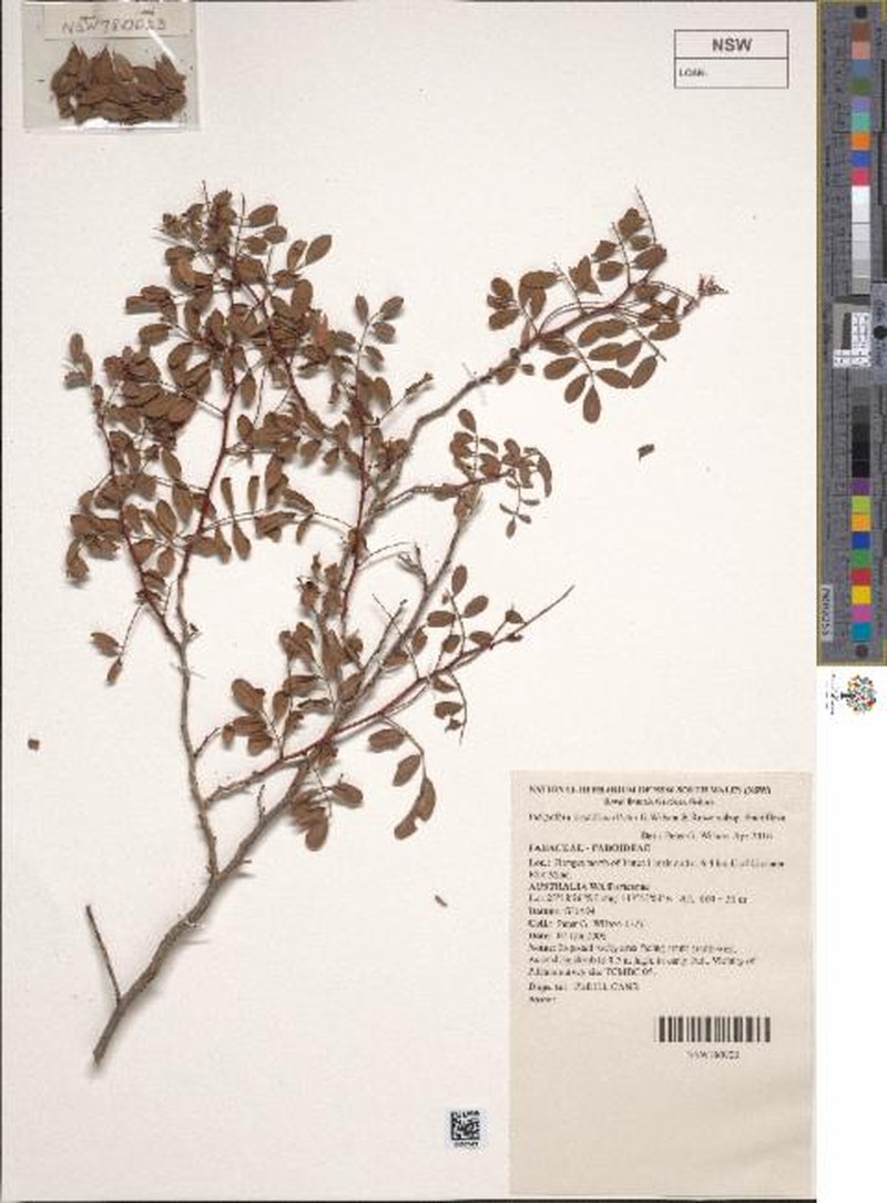 Indigofera fractiflexa photo 2