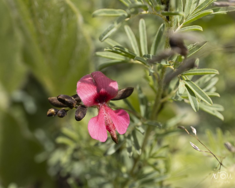 Indigofera frondosa