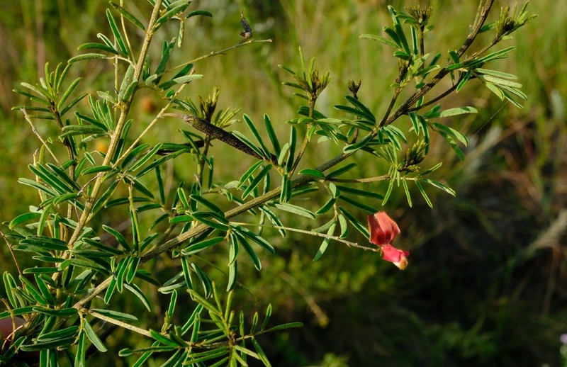 Indigofera frondosa photo 2