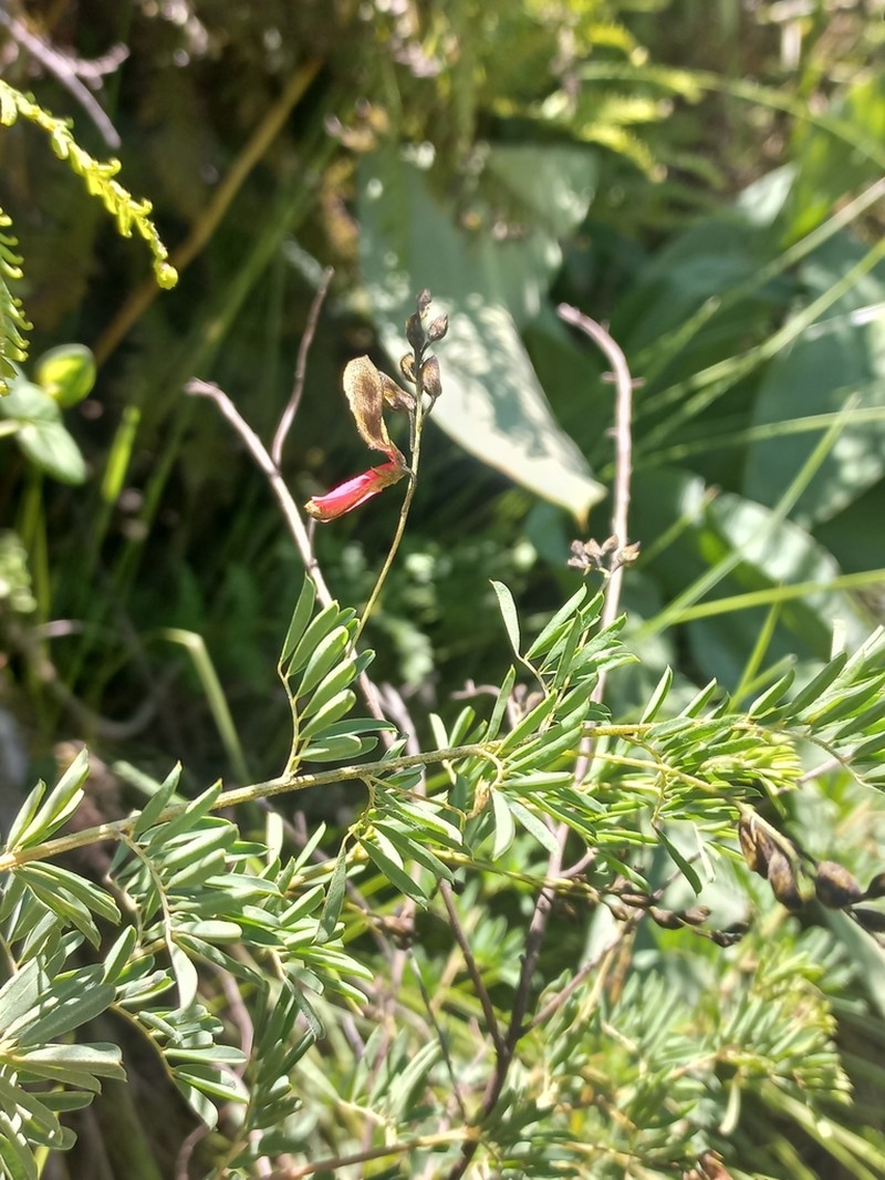 Indigofera frondosa photo 3