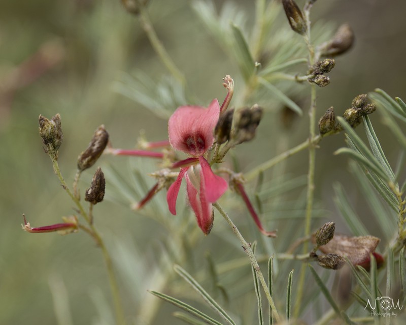 Indigofera frondosa photo 4