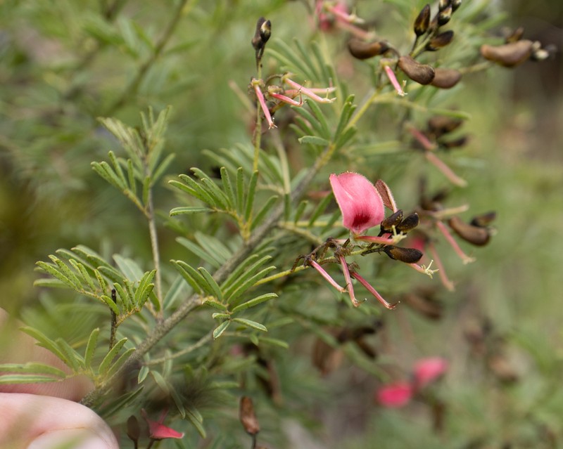 Indigofera frondosa photo 5