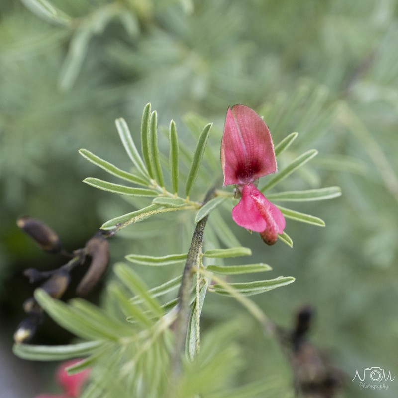 Indigofera frondosa photo 6