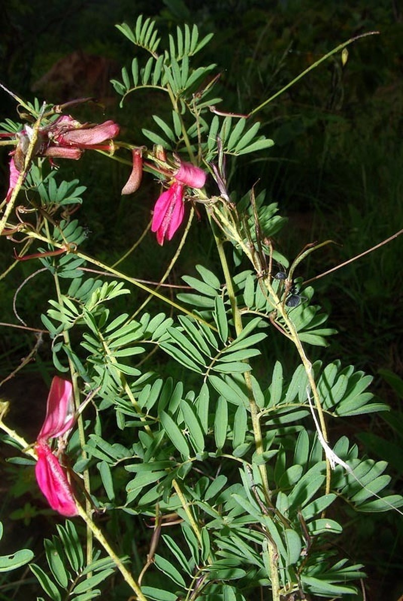 Indigofera frondosa photo 7
