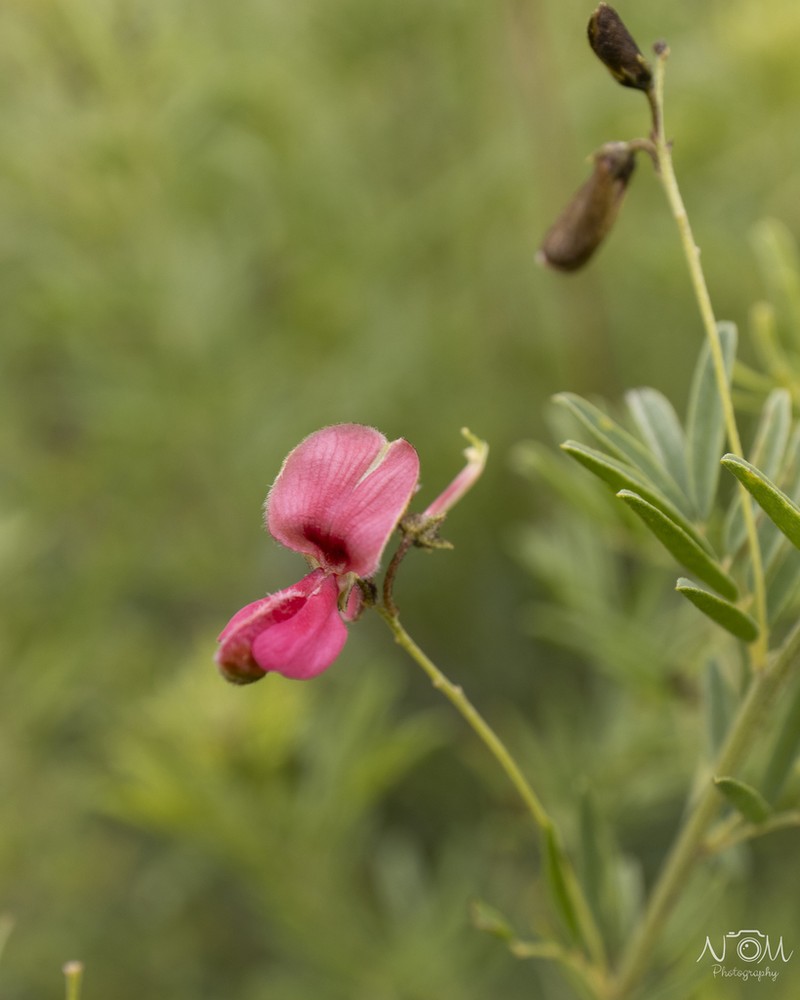 Indigofera frondosa photo 8