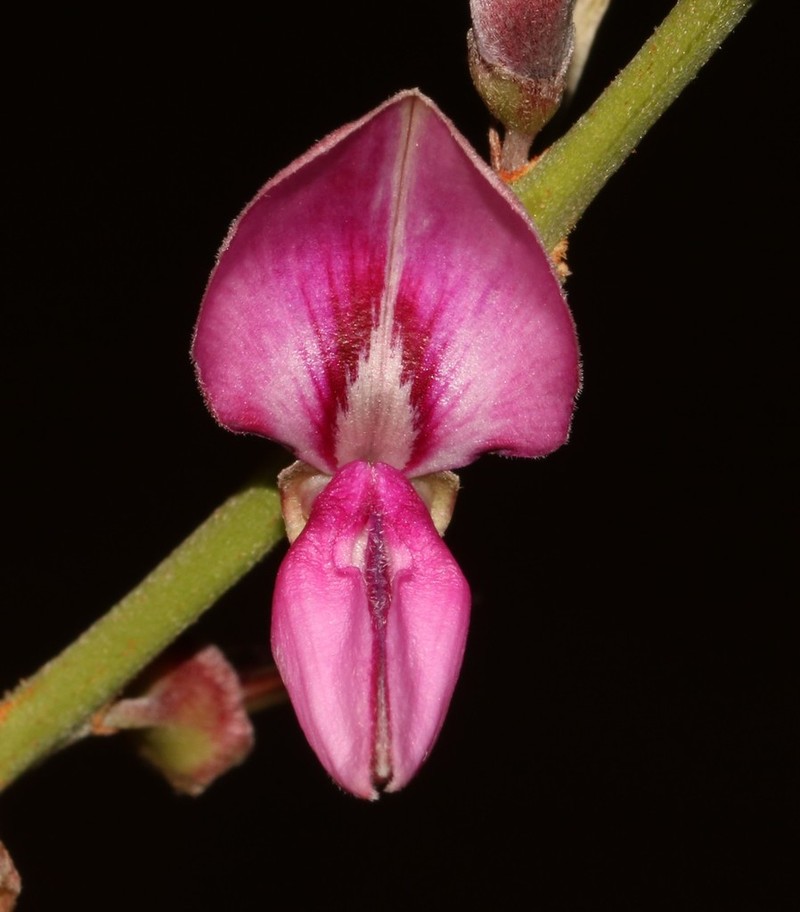 Indigofera frutescens