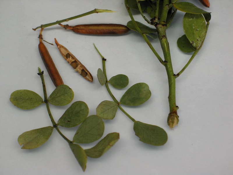 Indigofera frutescens photo 2