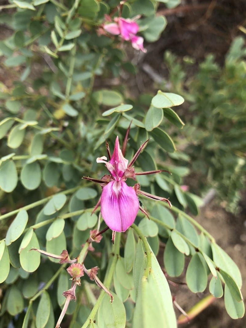 Indigofera frutescens photo 3