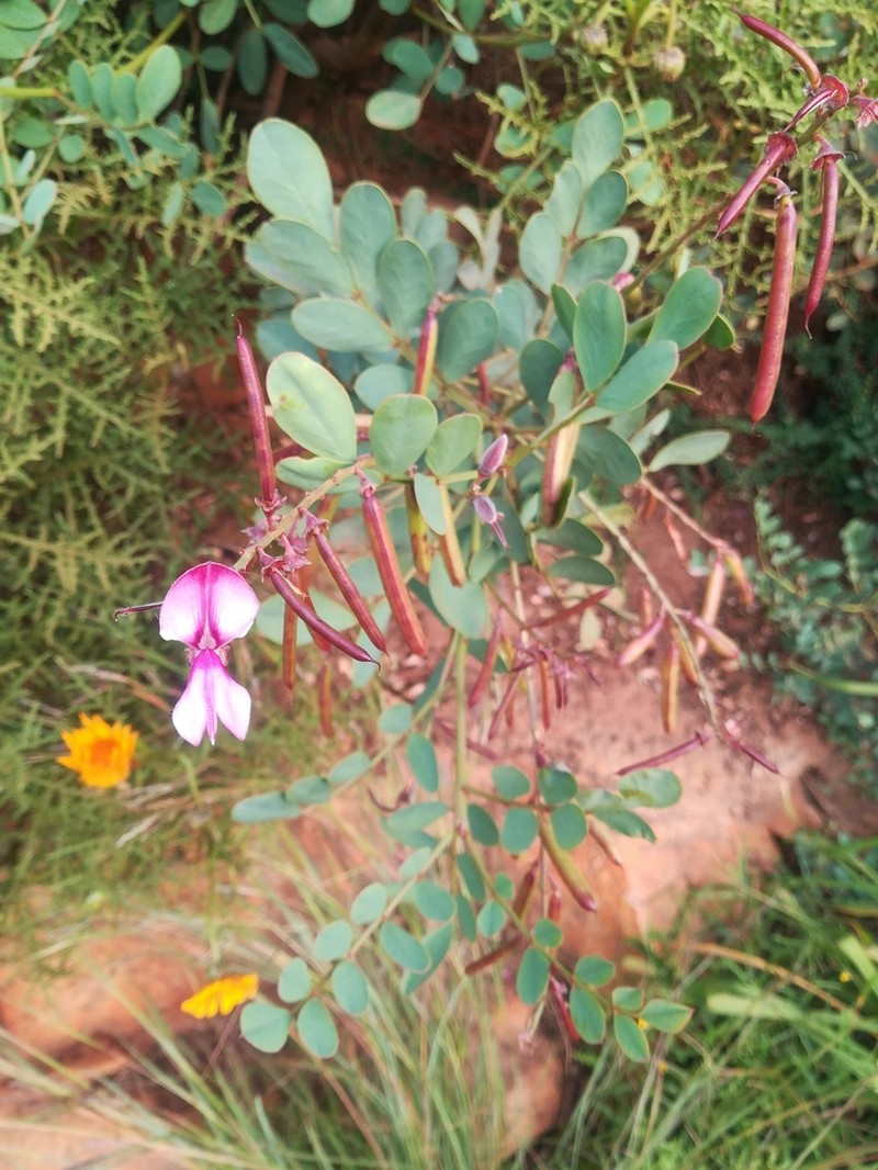Indigofera frutescens photo 4