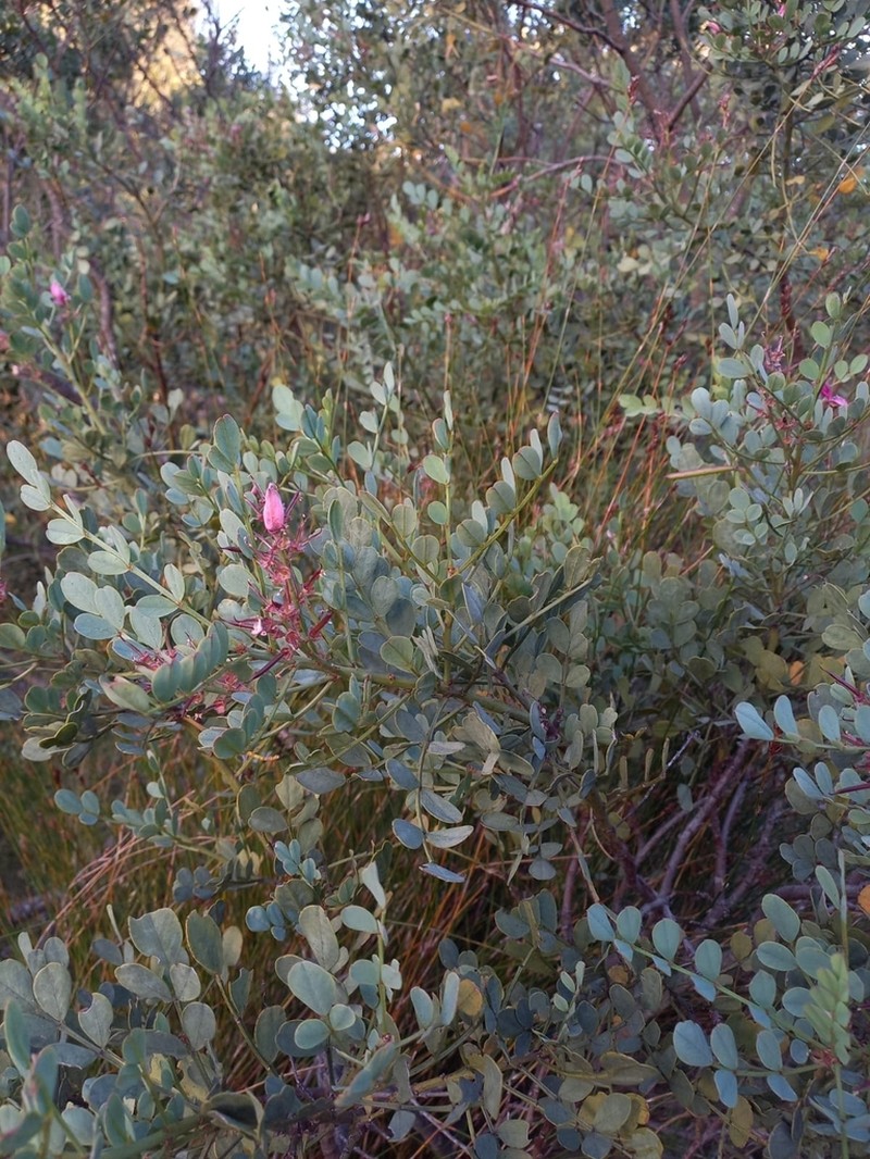 Indigofera frutescens photo 5