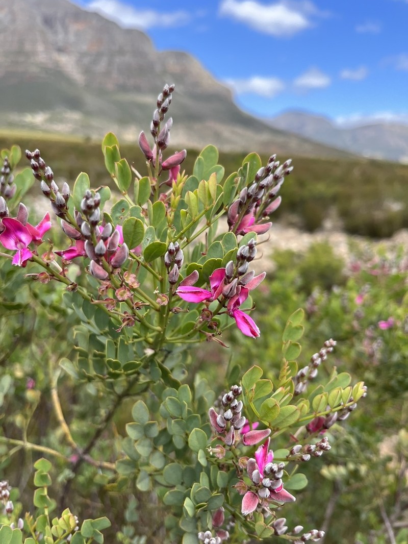Indigofera frutescens photo 6