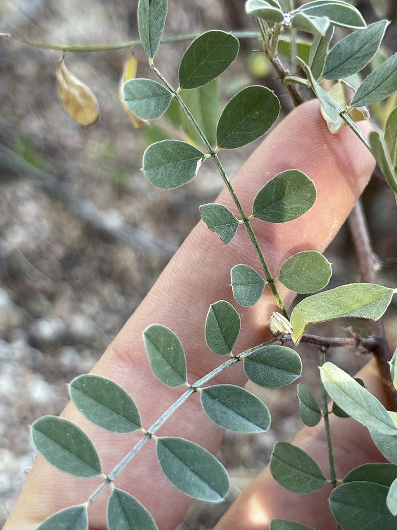 Indigofera fruticosa