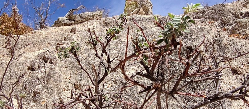 Indigofera fruticosa photo 2