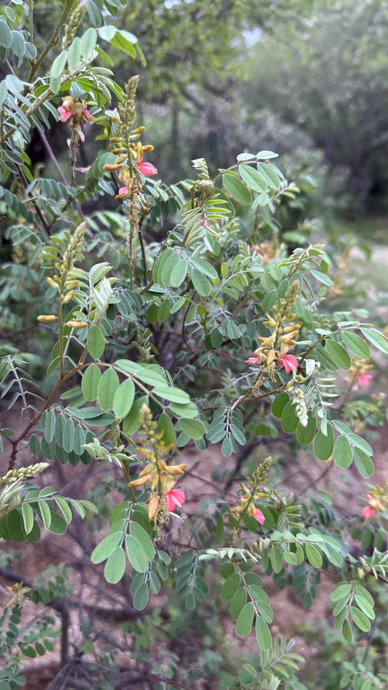 Indigofera fruticosa photo 3