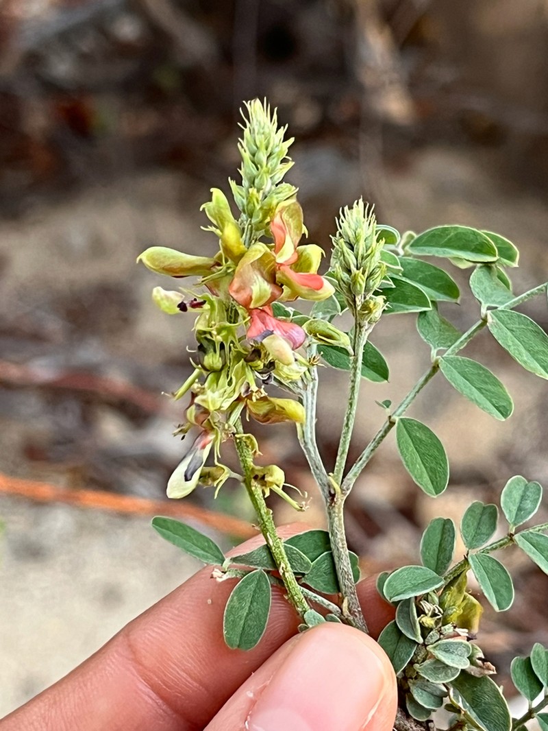 Indigofera fruticosa photo 4