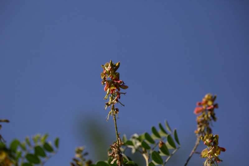 Indigofera fruticosa photo 5