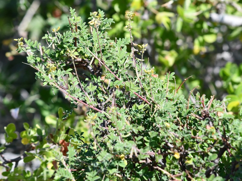 Indigofera fruticosa photo 6