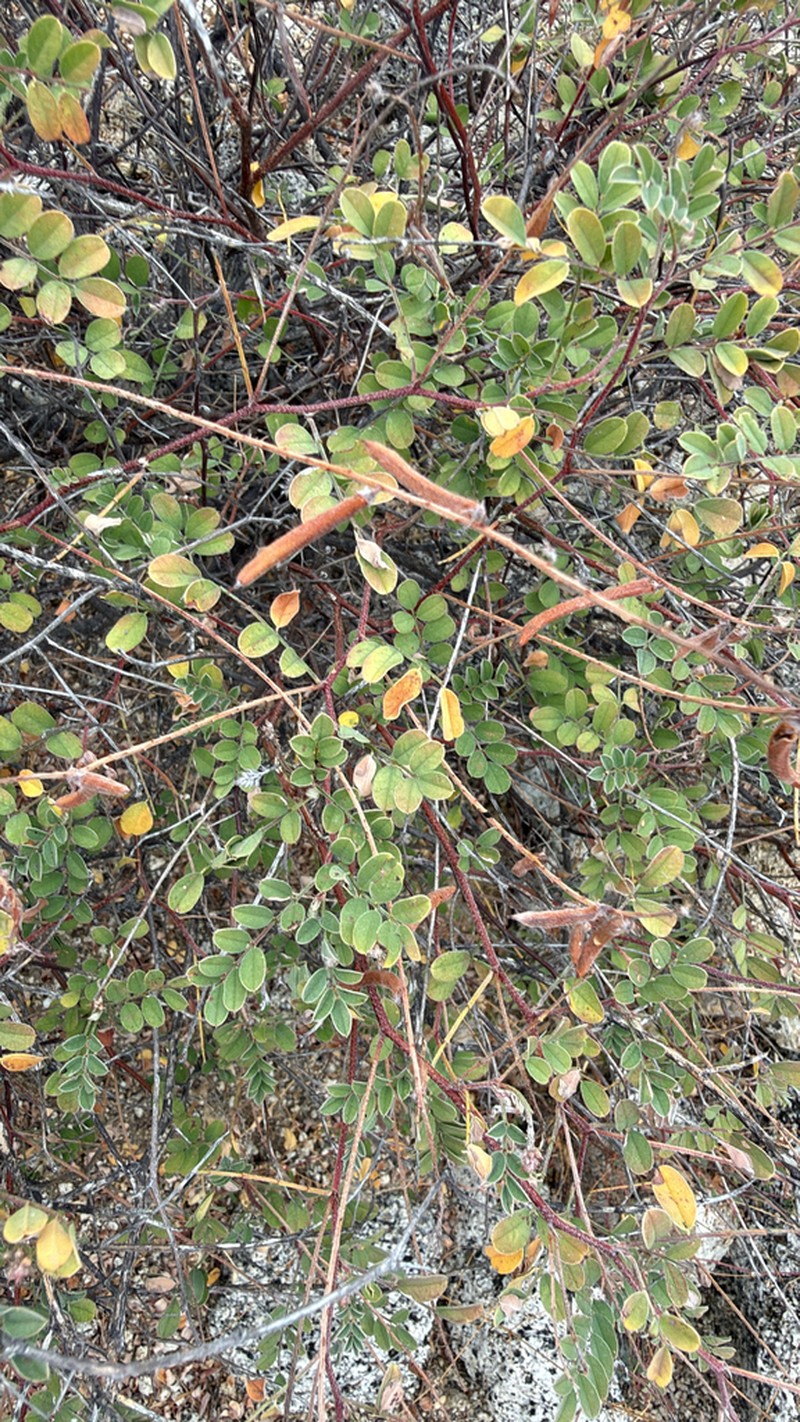 Indigofera fruticosa photo 7