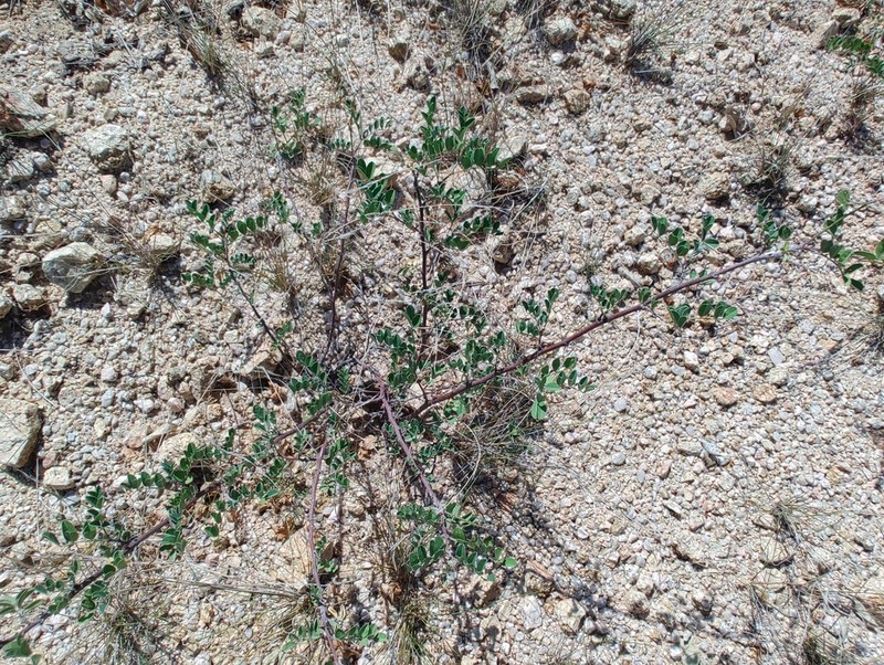 Indigofera fruticosa photo 8