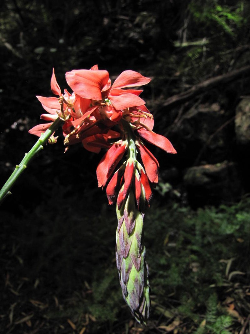 Indigofera fulcrata