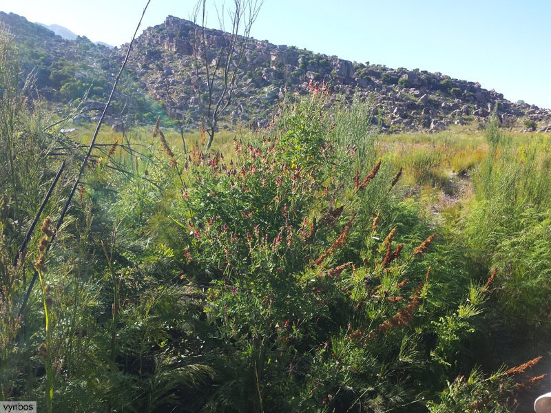 Indigofera fulcrata photo 2
