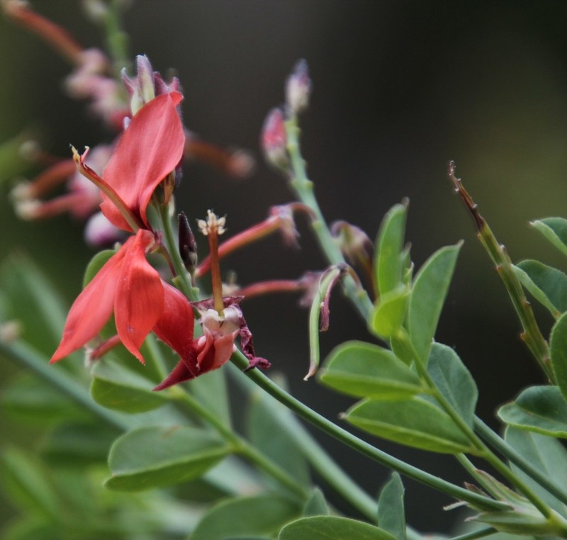 Indigofera fulcrata photo 4