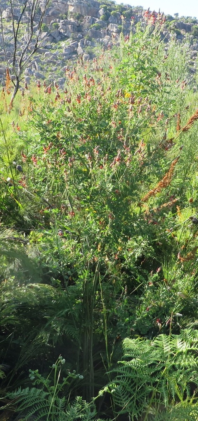 Indigofera fulcrata photo 5