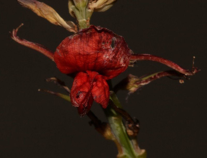 Indigofera fulcrata photo 6